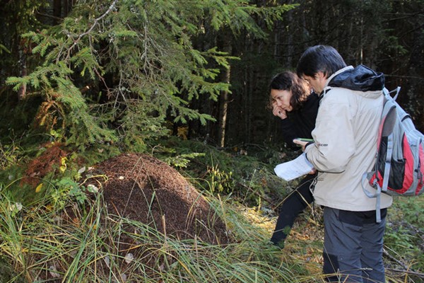 Bulgaristan’da kahverengi ayı türünün yıllık izleme çalışması başlıyor