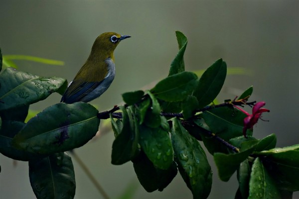 Bulgaristan’da nadir kuş türlerinin popülasyonları yeniden canlandırılıyor