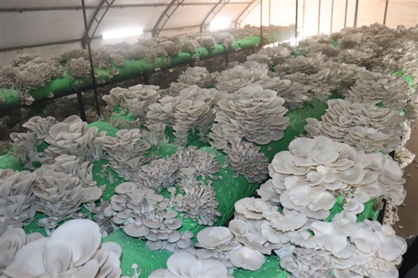 İzmit Belediyesi’nden 2,5 tonluk istiridye mantarı hasadı